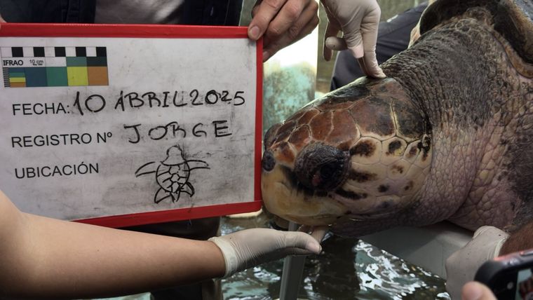 El tortugo Jorge antes de ser liberado. Foto: Gentileza