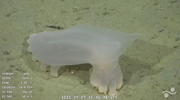 Las nuevas especies se hicieron virales en Internet.&nbsp;