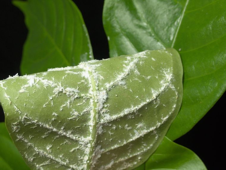 Este remedio casero es oro para las plantas del jardín Foto: Fuente: Shutterstock