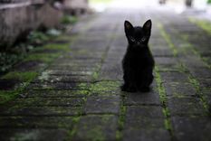 Un gato negro... Foto: Pixabay