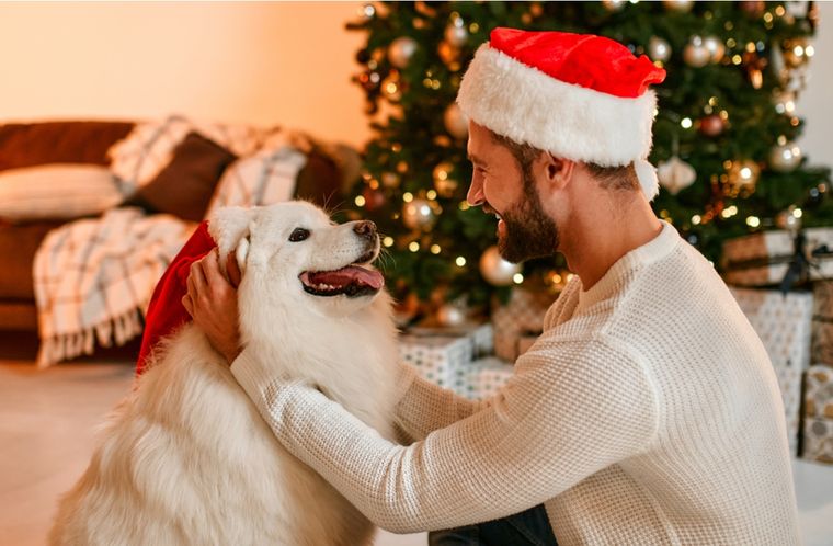 Mascotas Sorprende a tus perros Foto: Shutterstock