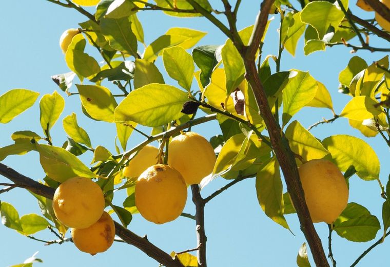 Los limoneros 4 estaciones son árboles muy productivos que se adaptan muy bien a diferentes entornos. Foto: Pinterest