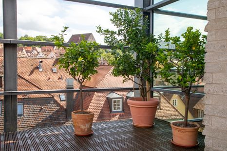 Renueva el balcón o la terraza con un árbol pequeño. Renueva el balcón o la terraza con un árbol pequeño.