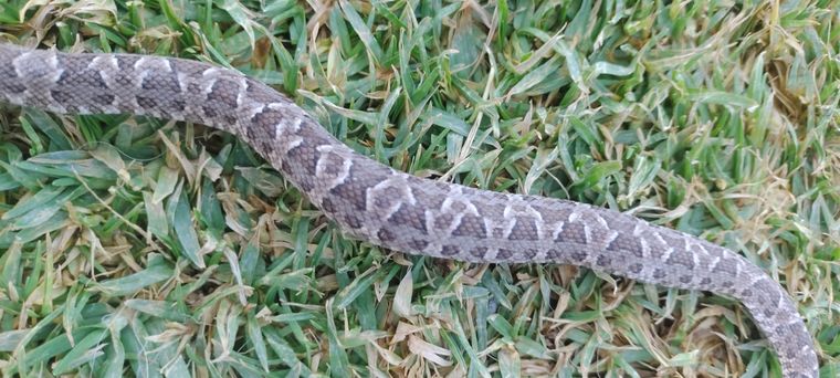La serpiente fue encontrada por una familia de Luján Foto: Archivo MDZ