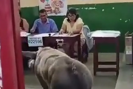 insolito: un chancho aparecio en una mesa en peru para ejercer su derecho civico insolito: un chancho aparecio en una mesa en peru para ejercer su derecho civico