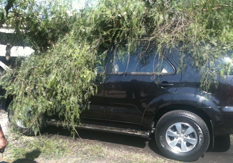 La Toyota Hilux atrapada por las ramas.