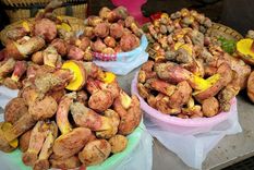 los cientificos que tratan de descifrar el misterio de los hongos que hacen alucinar a la gente