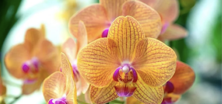 Las plantas tropicales crean el clima perfecto para atraer a las cucarachas Foto: Shutterstock