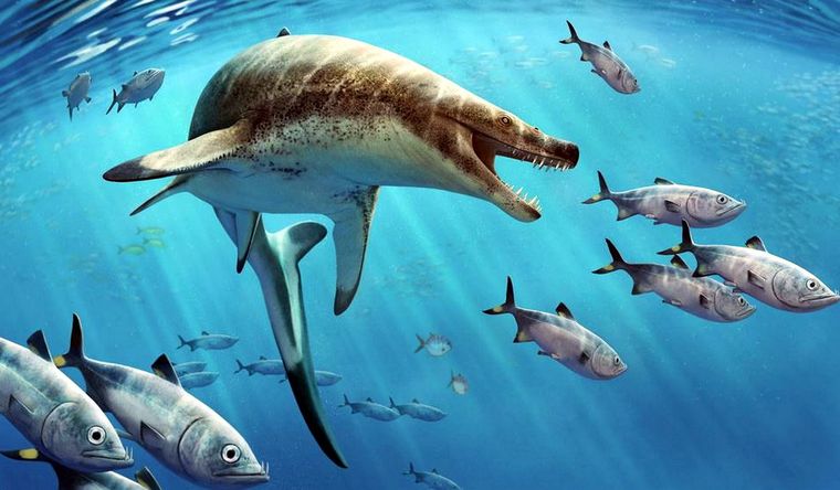 Khinjaria acuta tenía aproximadamente la longitud de una orca (7-8 metros). Foto: Dpa.