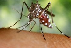Científicos comprobaron que un extracto de piel de maní inhibe el virus del dengue en diferentes etapas de su ciclo de replicación. Foto: Shutterstock