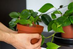 Jardín: el potus es una planta muy noble. Foto: Shutterstock