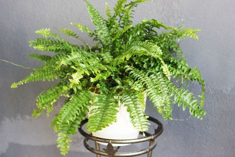 Helecho, una planta que atrae la buena suerte. Foto: Shutterstock Helecho, una planta que atrae la buena suerte. Foto: Shutterstock