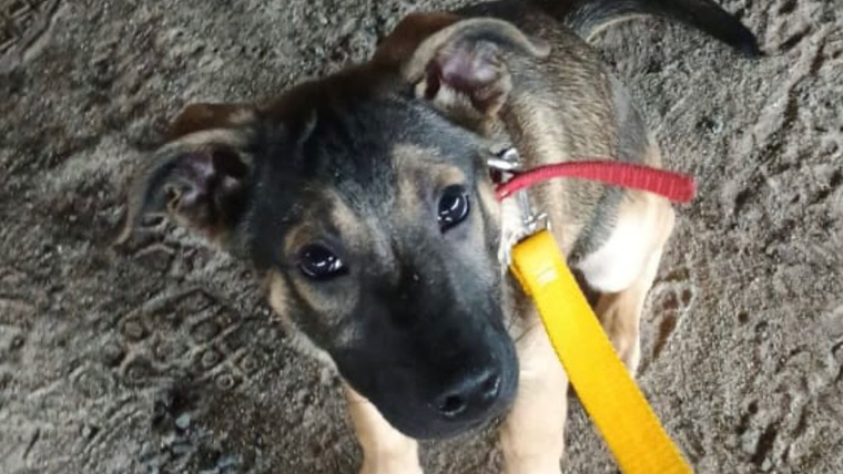 El perrito ya tiene cuatro meses. Foto: Instagram @compromisoinflamable