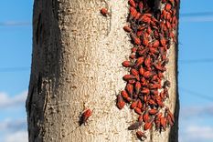 La chinche del arce no representa un riesgo para la salud humana ni para mascotas.