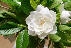 Una flor con un aroma exquisito. Foto: Fuente: Shutterstock