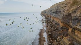 La Ruta de los Acantilados, en la costa de Río Negro, combina playas extensas, acantilados imponentes y una fauna única que convierte al recorrido en una experiencia inolvidable.