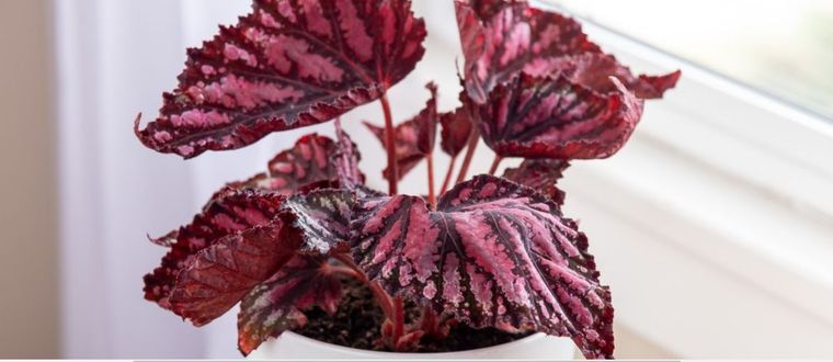 La Begonia rex pertenece a la la familia Begoniaceae. Foto: The Spruce