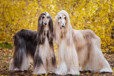 MDZol | Foto: Shutterstock