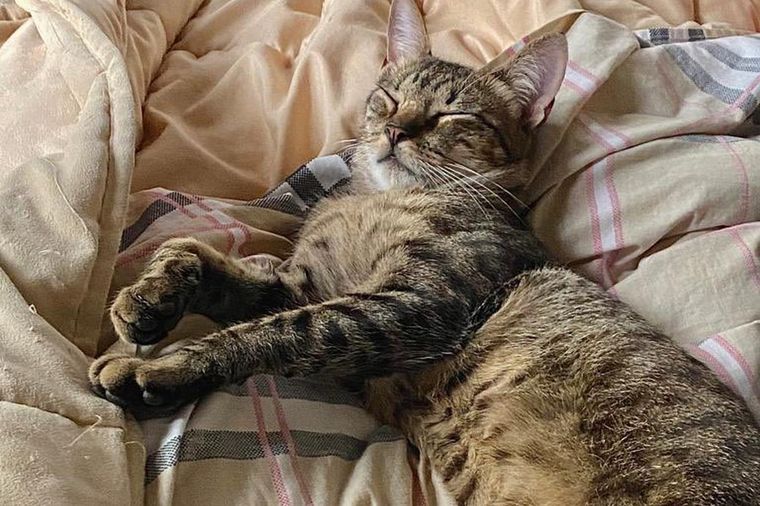 Orlando, el gato robado la semana pasada en La Plata, apareció en una veterinaria de Florencio Varela Foto: Twitter Camila Lezana