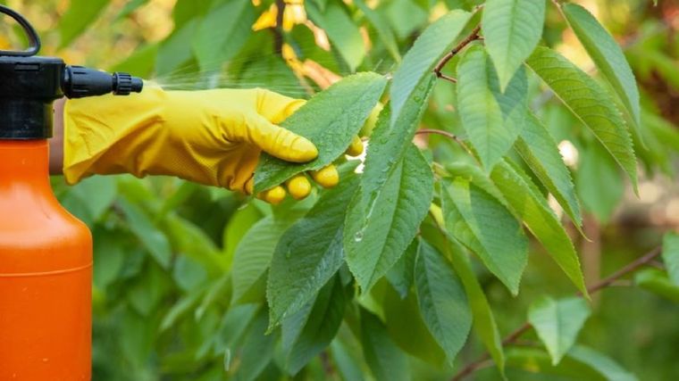 Este insecticida casero revivirá la plantas del jardín Foto: Shutterstock