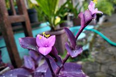 Con estos secretos la tradescantia estará llena de flores en el jardín.