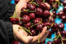 Chile se transformó en el tercer productor mundial de cerezas en menos de 20 años.