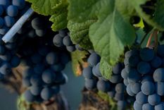 La nueva estrella argentina: el Cabernet Franc.