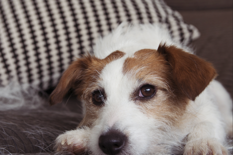 Los perros se comunican entre ellos a través de diferentes acciones Foto: Shutterstock