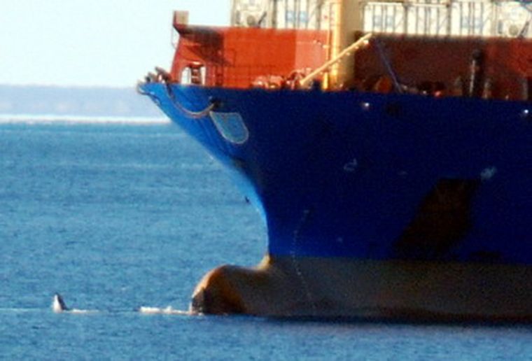 La foto, obtenida por un investigador del Conicet. Foto: Daniel Pérez Martínez