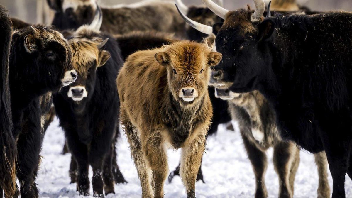 El experimento de la reserva holandesa que pasó de ser un santuario de animales a un campo de muerte