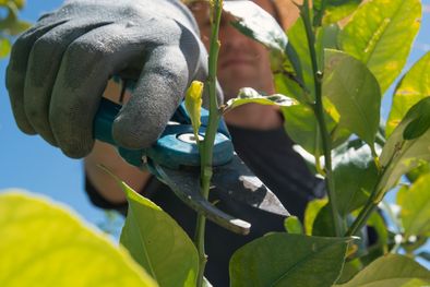 MDZol | Expertos recomiendan podar los limoneros antes o después de que produzcan frutos Foto: shutterstock