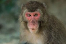 Yakei, la hembra alfa en el poder. Foto: TvAzteca.