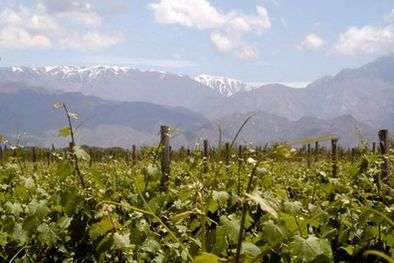 Viñedos en la localidad de Altamira, La Consulta, San Carlos, en Mendoza.
