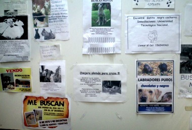 Avisos sobre perros buscados en un local de la Quinta Sección. Foto: MDZ