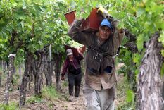 Productores vitivinícolas anticipan que este año una parte de la uva quedará en el viñedo.&nbsp;