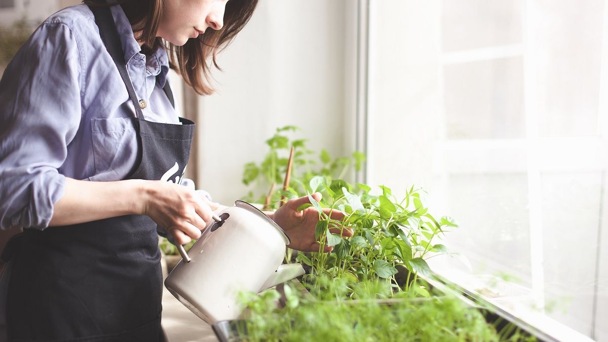 Sembralas en otoño y explotarán en verano: las 3 flores que transforman cualquier jardín