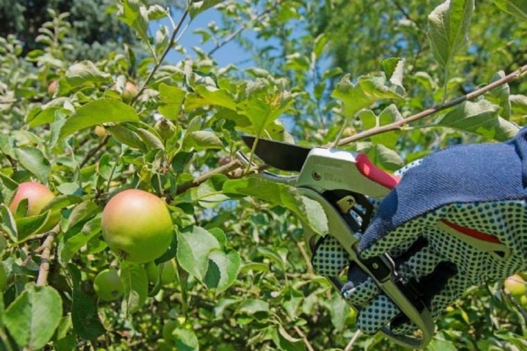 Las plantas que se deben podar en abril. Foto: Shutterstock