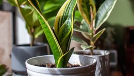 La lengua de suegra tiene grandes propiedades energéticas que ayudan al hogar.