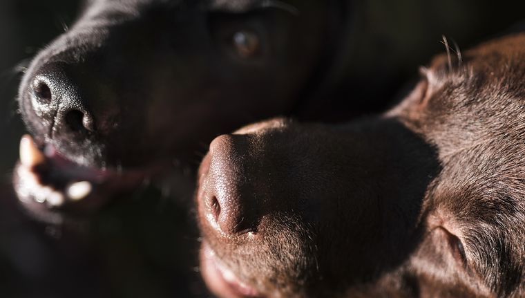 Cada generación tiene diferentes preferencias de mascota Foto: Freepik
