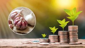 Este ritual con ajo será tu aliado a favor de tu situación laboral Foto: Archivo