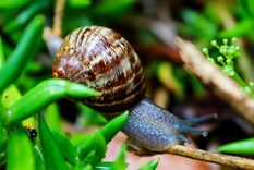 Retira los caracoles del jardín sin dañarlos. Foto: Archivo Retira los caracoles del jardín sin dañarlos. Foto: Archivo
