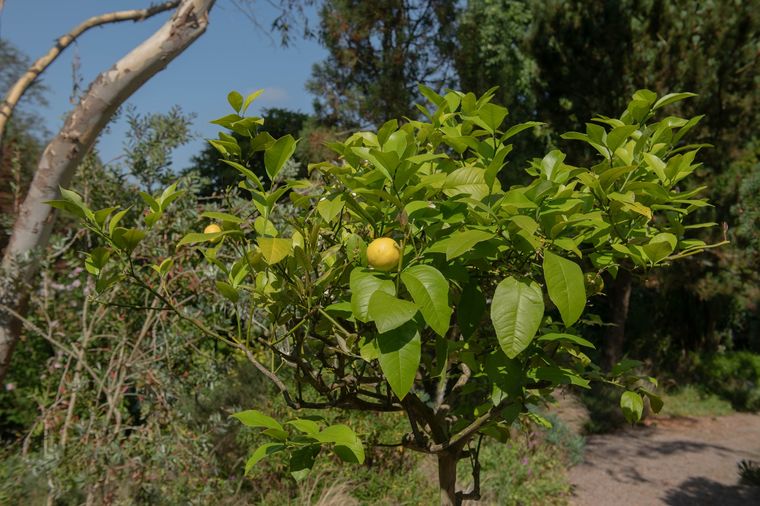 Un árbol ideal para patios pequeños. Fuente: Shutterstock. Un árbol ideal para patios pequeños. Fuente: Shutterstock.