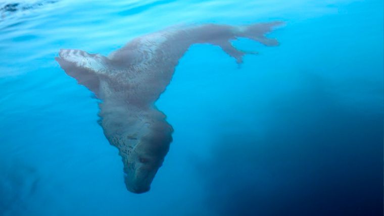 Imágenes en el Atlántico Sur de Argentina. Créditos: Sussane Weissenberger. Estas dos fotografías corresponden a un viaje que Weissenberger hizo a islas Malvinas, Georgias del Sur y la Antártida. Imágenes en el Atlántico Sur de Argentina. Créditos: Sussane Weissenberger. Estas dos fotografías corresponden a un viaje que Weissenberger hizo a islas Malvinas, Georgias del Sur y la Antártida.