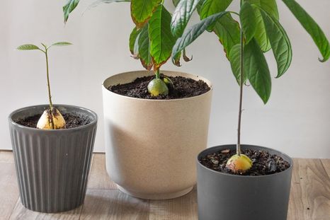 Cultivar palta en el jardín es una forma simple y gratificante de conectar con la naturaleza desde casa. Cultivar palta en el jardín es una forma simple y gratificante de conectar con la naturaleza desde casa.