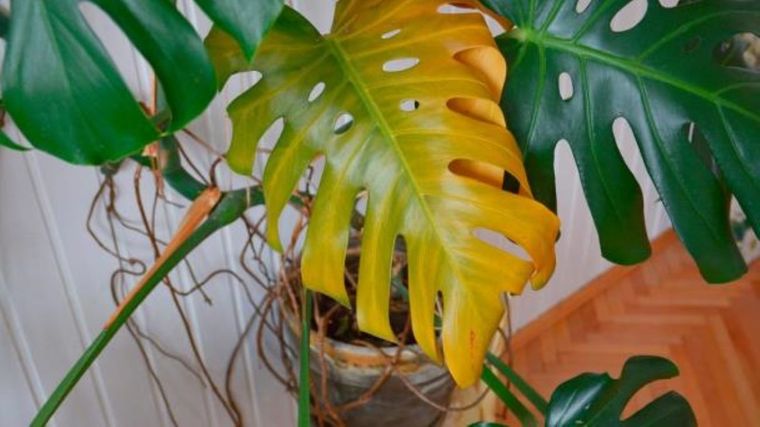 Las virulanas o esponjas de acero y los clavos pueden ser la solución de tu jardín. Foto: Shutterstock