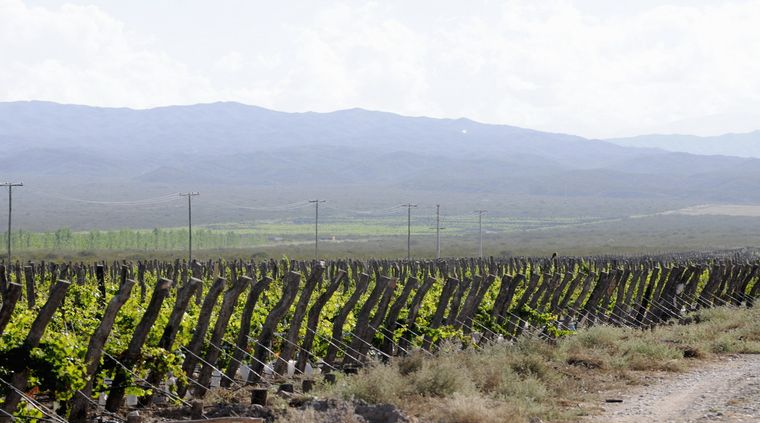 Foto: Alf Ponce / MDZ