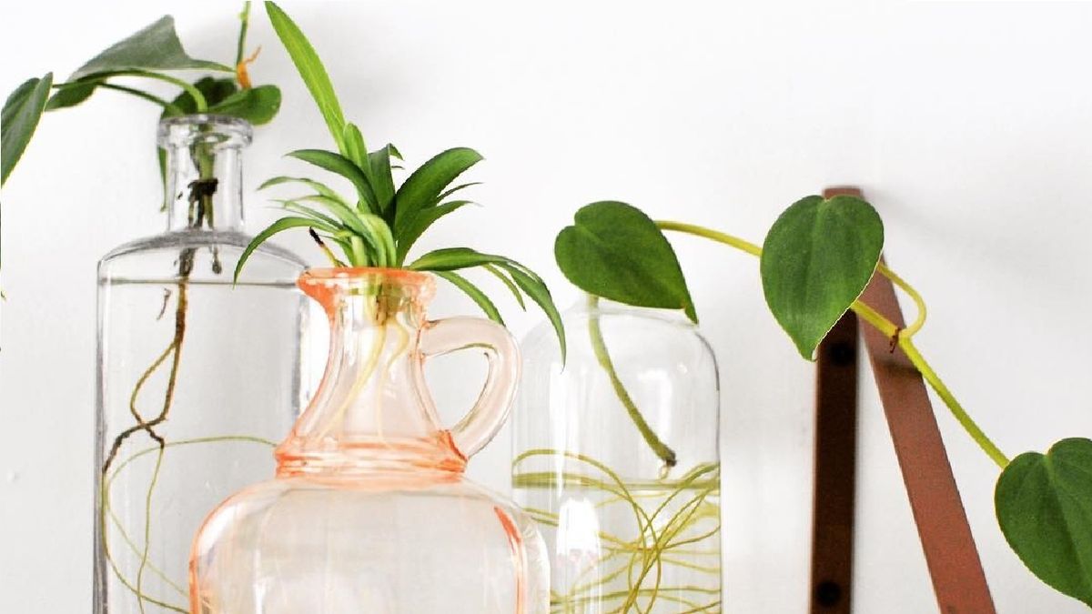 Tres plantas que pueden vivir en agua y son perfectas para decorar la casa