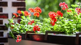 JARDÍN LOS GERANIOS SON BUSCADOS POR SUS ATRACTIVAS FLORES. Foto: Shutterstock JARDÍN LOS GERANIOS SON BUSCADOS POR SUS ATRACTIVAS FLORES. Foto: Shutterstock