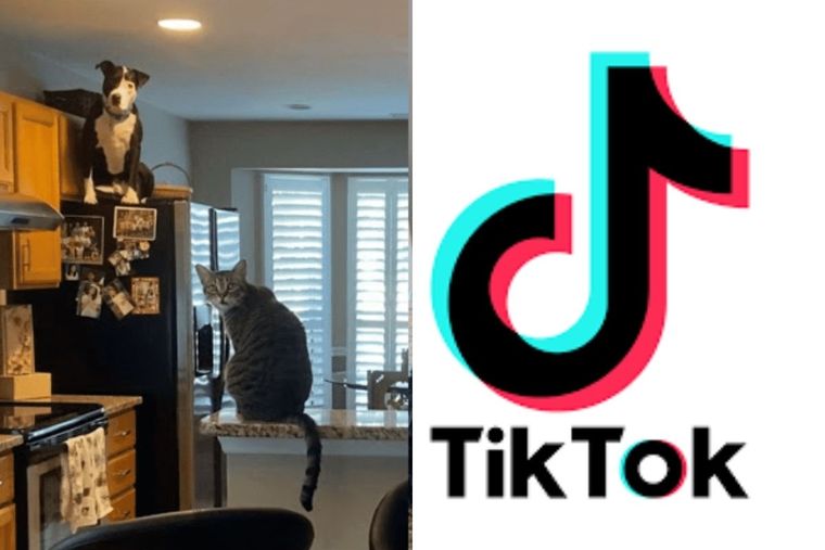 Perro, gato, Tik Tok, Mako