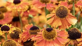 Las plantas perennes mueren en el invierno y vienen con muchas variedades en flores. Foto: homesandgardens.com